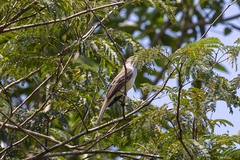 Tyrannidae
