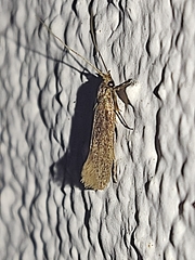 Platyedra subcinerea