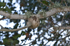 Callirhytis quercussuttoni