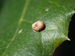 Dryocosmus minusculus