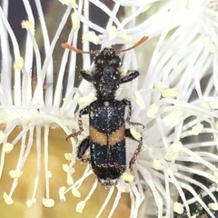 Eleale pulchra