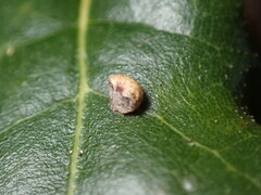 Dryocosmus minusculus