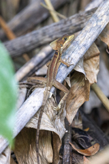 Basiliscus vittatus