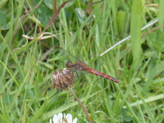 Diplacodes melanopsis