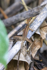 Basiliscus vittatus