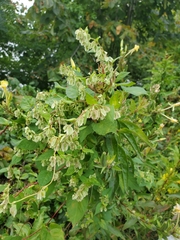 Fallopia scandens