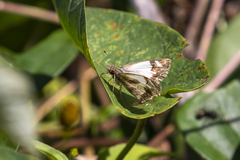 Heliopetes laviana