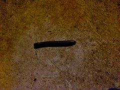 Arthropoda