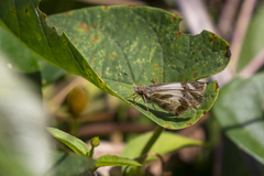Heliopetes laviana