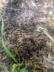 Dolichoderus doriae