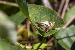 Heliopetes laviana