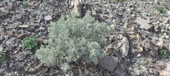 Atriplex hymenelytra