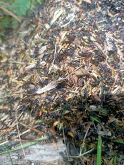 Dolichoderus doriae