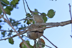 Callirhytis quercussuttoni