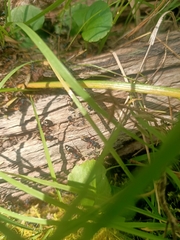 Dolichoderus doriae