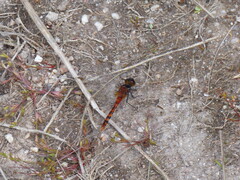 Diplacodes melanopsis