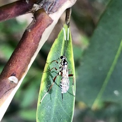 Cryptinae