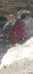 Persicaria capitata