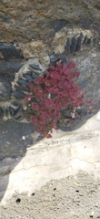 Persicaria capitata