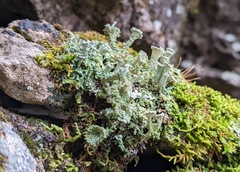 Cladonia peziziformis
