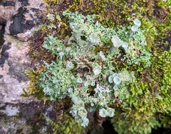 Cladonia peziziformis