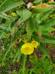Oenothera biennis