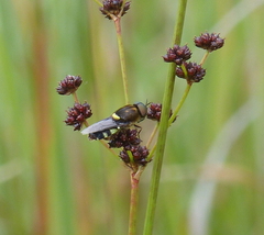 Odontomyia hunteri