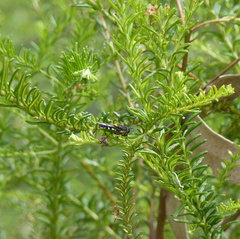 Odontomyia hunteri