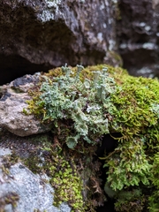 Cladonia peziziformis
