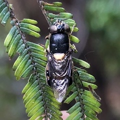 Odontomyia hunteri