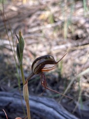 Pterostylis maxima