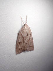 Philedia punctomacularia