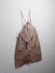 Philedia punctomacularia