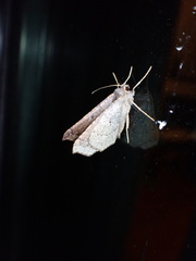 Prochoerodes forficaria