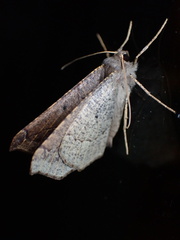 Prochoerodes forficaria