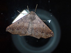 Prochoerodes forficaria