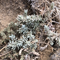 Extriplex californica