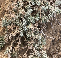 Extriplex californica