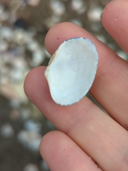 Ruditapes philippinarum