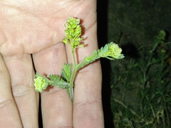 Lepidium bipinnatifidum