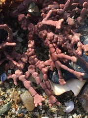 Calliarthron tuberculosum