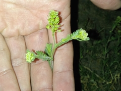 Lepidium bipinnatifidum