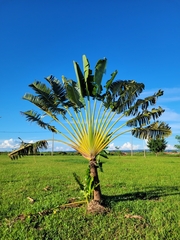 Ravenala madagascariensis