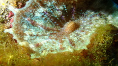 Discosoma carlgreni