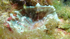 Discosoma carlgreni