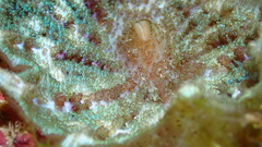 Discosoma carlgreni