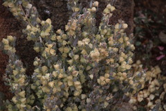 Atriplex lindleyi inflata
