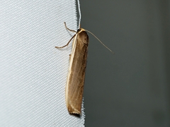 Palaeosia bicosta