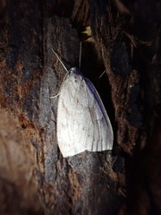 Philedia punctomacularia