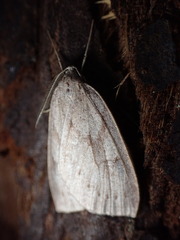 Philedia punctomacularia
